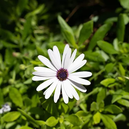 빌라 Casa Coelho 알부페이라