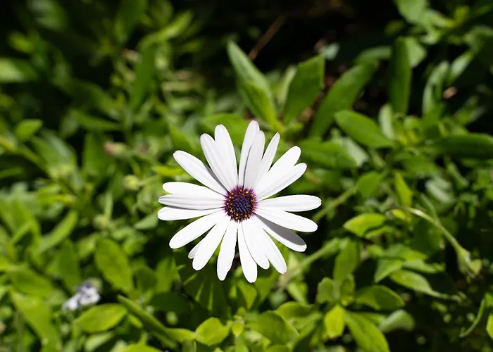 빌라 Casa Coelho 알부페이라